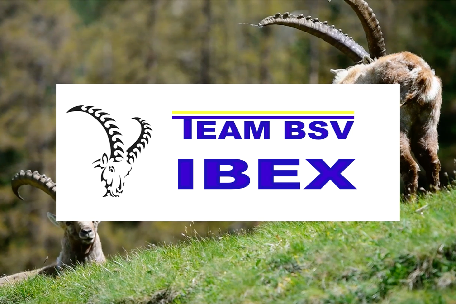 Team BSV IBEX Team-Präsentation